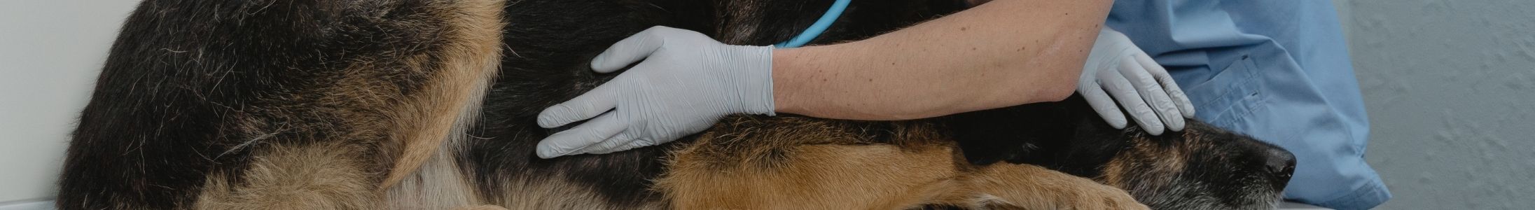 Header Canis Veterinària