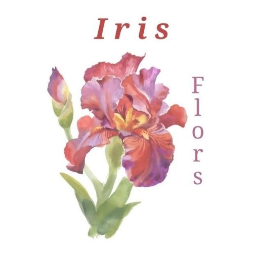 Logo Iris Flors