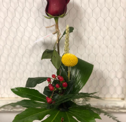 Rosa Sant Jordi especial aralia