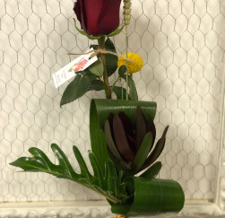 Rosa Sant Jordi especial xanadu