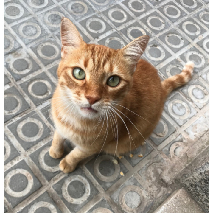 Seguro Mascota & Cia 2 