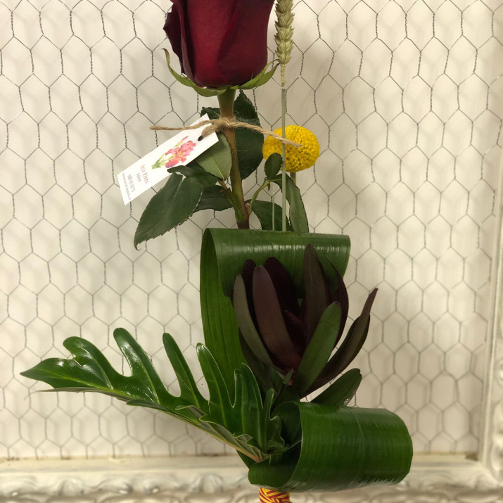 Rosa Sant Jordi especial xanadu