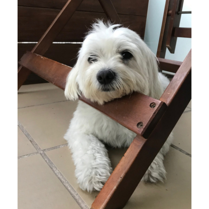 Assegurança Mascota & Cia 1 